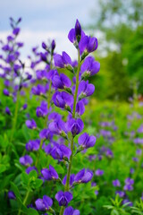 Baptisia australis commonly known as blue wild indigo or blue false indigo