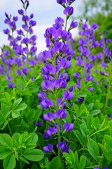 Baptisia australis commonly known as blue wild indigo or blue false indigo