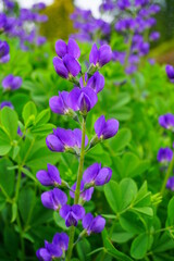 Fototapeta premium Baptisia australis commonly known as blue wild indigo or blue false indigo