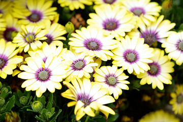 Background yellow dimorphotheca ecklonis flowers. Top view.