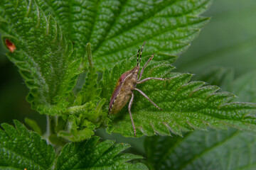 Close up of the sloe bug or Hairy shieldbug, Dolycoris baccarum, in the garden on a green leaf