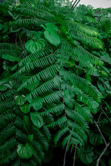 Very fresh green foliage background in mountainous area