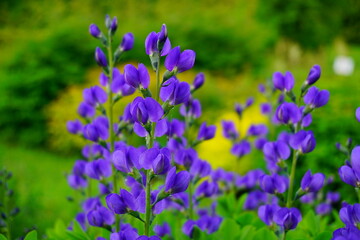 Baptisia australis commonly known as blue wild indigo or blue false indigo