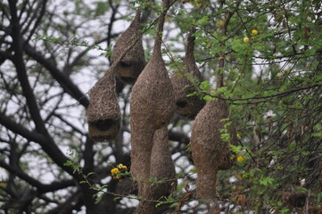 Maya weaver nests