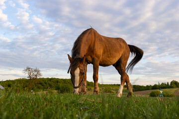 Closeup Side view of Beautiful brown horse eating grass and hay in meadow and green field in summertime alone