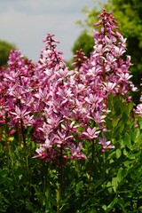 Bush of Moses, the burning bush - Dictamnus albus 