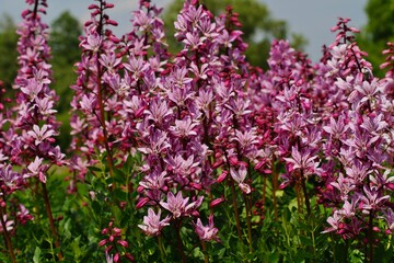 Bush of Moses, the burning bush - Dictamnus albus 