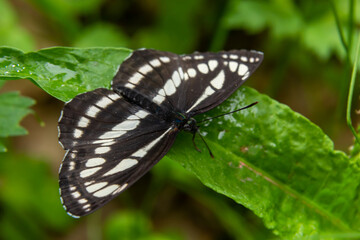 Pallas sailer or common glider butterfly, Neptis sappho, guarding its territory