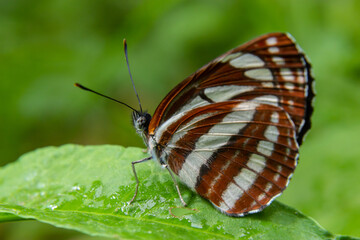 A day butterfly from the family nymphalidae, Neptis sappho. The butterfly is very trusting, is not afraid of a person, sits on his hands, on his face