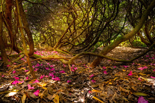Rhododendron Forest