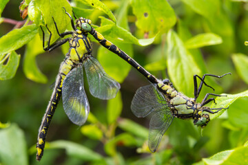 Two dragonflies Gomphus vulgatissimus mate, summer, sunny day, natural environment