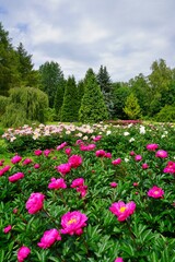 Flowering peonies (Paeonia) - in the garden. Beautiful blooming peonies  - beautiful green areas of the city