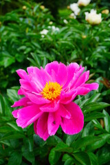 Fototapeta premium Flowering peonies (Paeonia) - in the garden. Beautiful blooming peonies - beautiful green areas of the city
