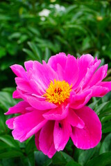 Fototapeta premium Flowering peonies (Paeonia) - in the garden. Beautiful blooming peonies - beautiful green areas of the city