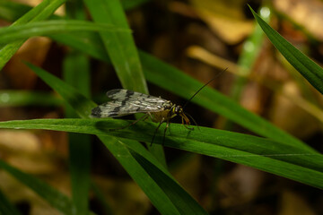 Panorpa communis is the common scorpionfly a species of scorpionfly. Its are useful insects that eat plant pests