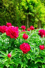 Flowering peonies (Paeonia) - in the garden. Beautiful blooming peonies  - beautiful green areas of the city