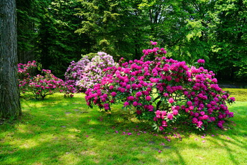 Obraz premium Azalea , blooming rhododendron , - beautiful flowering decorative shrubs