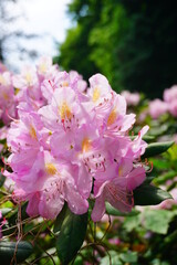 Azalea , blooming rhododendron ,  - beautiful flowering decorative shrubs