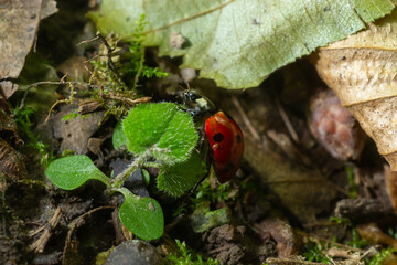 Ladybug with seven spots, Coccinella septempunctata, Coleoptera Coccinellidae on a green leaf in the forest close up