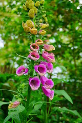 foxglove flowers -  digitalis purpurea ( common foxglove, purple foxglove or lady's glove