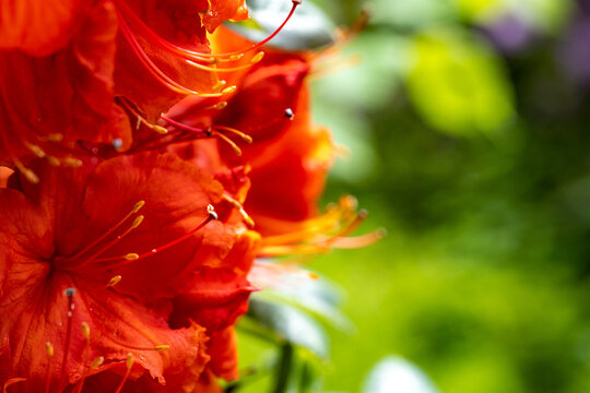 Rhododendron in Leuzigen