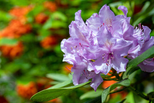 Rhododendron in Leuzigen