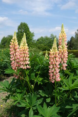 Blooming Lupine flowers - Lupinus polyphyllus - garden or fodder plant 