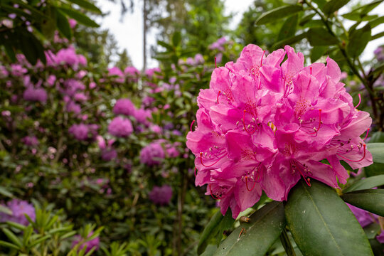 Rhododendron flower