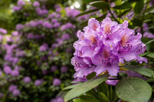 Rhododendron flower