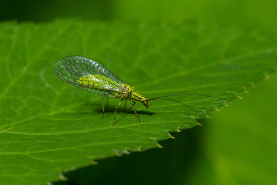 Green Lacewing, Chrysopa perla, hunting for aphids. It is an insect in the Chrysopidae family. The larvae are active predators and feed on aphids and other small insects