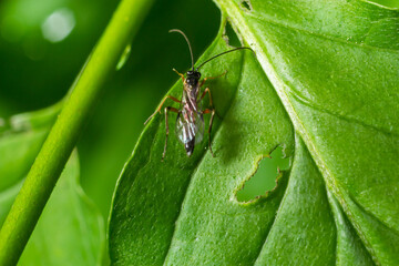 Dusona is a genus of parasitoid wasps belonging to the family Ichneumonidae