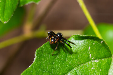 Naklejka premium Macro photo of a crab spider hanging onto a plant, Xysticus Croceus