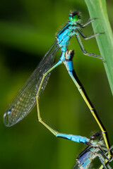 Two dragonflies Zygoptera mate, Odonata is an order of carnivorous insects, encompassing the dragonflies, Anisoptera, and the damselflies, Zygoptera