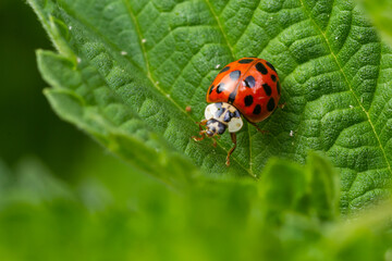 Ladybug with seven spots, Coccinella septempunctata, Coleoptera Coccinellidae on a green leaf in the forest close up