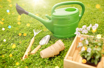 Fototapeta gardening and people concept - watering can, garden tools, pots and flowers in wooden box at summer obraz