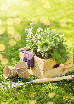 Gardening And People Concept - Garden Tools And Flowers In Wooden Box At Summer