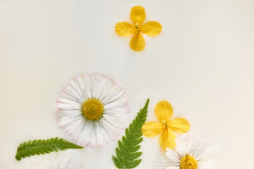 Fototapeta premium Chamomile in milk water. Herbal treatment and baths. Care and nurturing. Soothing, anti-inflammatory. Abstract background