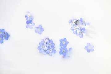 Delicate blue flowers in milk. Tenderness and weightlessness. Personal care products. Body milk, bath foam. The background image