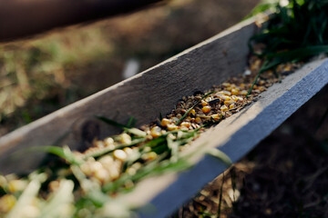 A woman works on a farm and feeds her chickens with healthy food, putting young, organic grass and compound feed into their feeders by hand to feed them