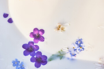 flowers in milk. Herbal medicine, ecological attitude to oneself and nature. abstract background . Purple-blue scale