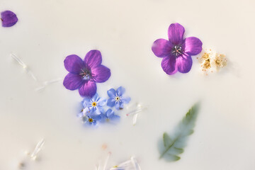 flowers in milk. Herbal medicine, ecological attitude to oneself and nature. abstract background ....