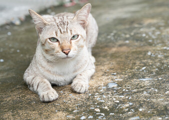 cat lying on soft focus background, close up
