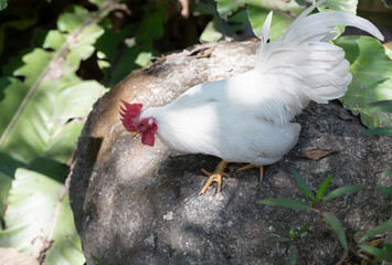 A white bantam walks in the garden forest.