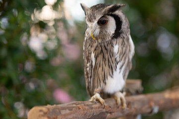 Close-up of a white-faced owl standing on a log.
