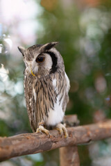 Close-up of a white-faced owl standing on a log.