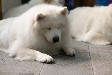 big white dog lying on the background