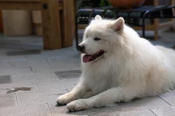 big white dog lying on the background