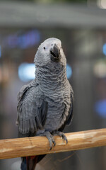A gray African parrot perched on a log.