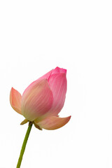 one pink lotus on a white background