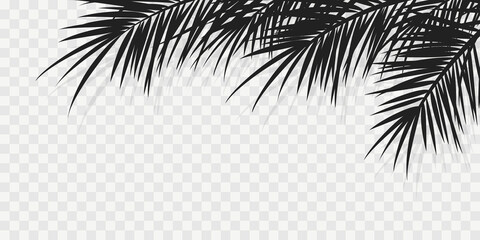 Summer tropical backgrounds with palms and transparent shadow.. Summer  poster or flyer . Summertime